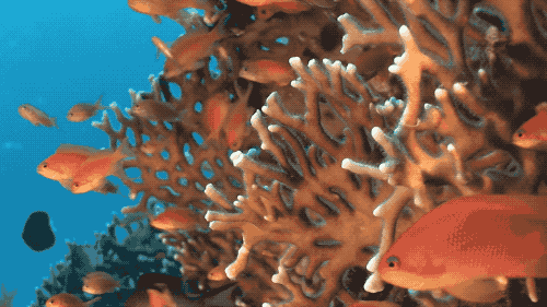 5F43366B-D2A9-4A8F-BFCB-78769C727882-1612-000003143A529F97.gif