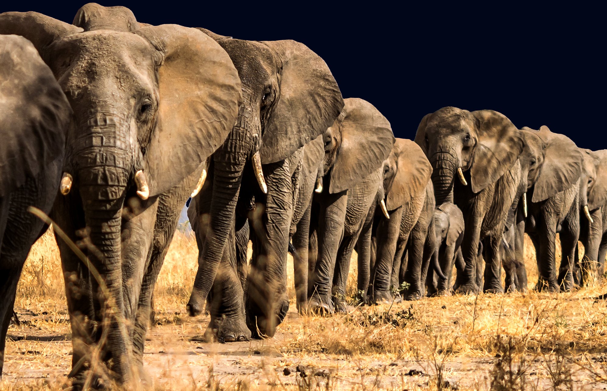 elephants.jpg