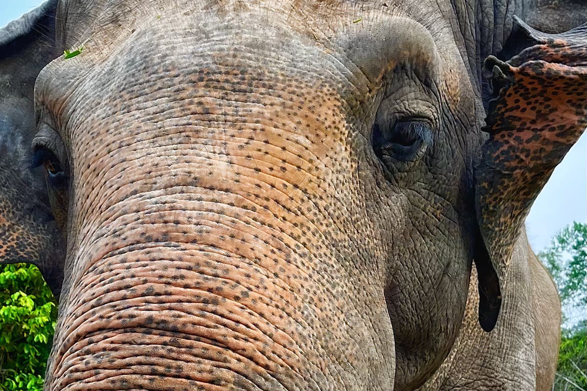 Close up of Kaavan the elephant and his gentle eyes