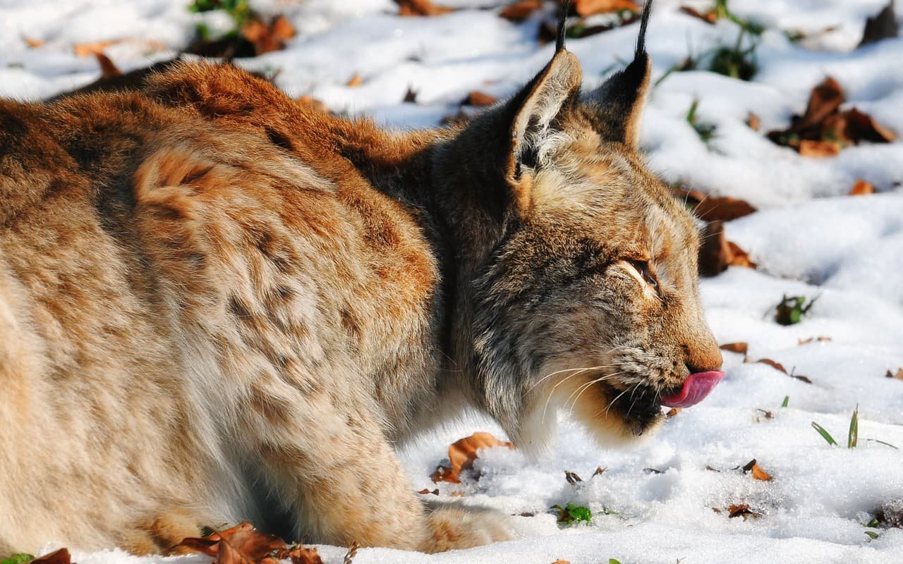 Eurasian lynx in snow. Lynx sightings in Russian settlements threaten lynx conservation