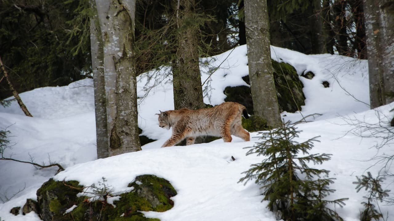 Lynx in a snowy forest. The ABCR center helps lynx conservation in Russia by rehabilitating kittens