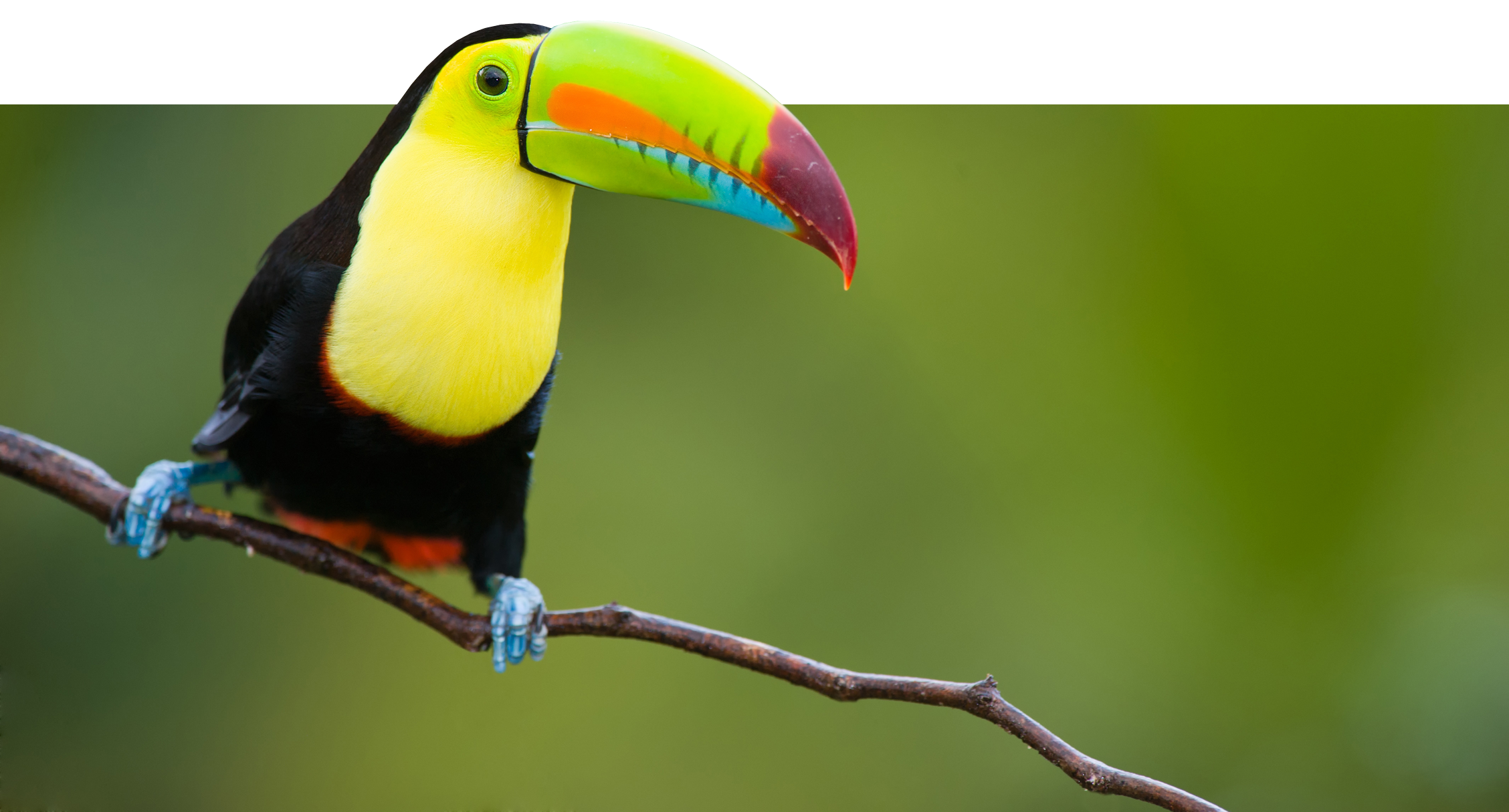 flip2222keel-billed-toucan-bird-2.png